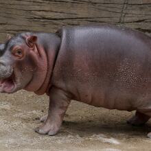 a baby hippo standing with its mouth open