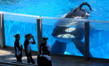 The killer whale from 'Blackfish' is dying