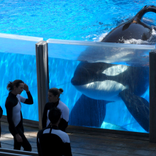 The killer whale from 'Blackfish' is dying