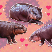 images of the hippo moo deng with a background of hearts and stars