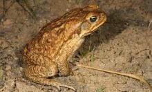 Cane toad sausages are a thing that exists because Australia