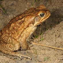 Cane toad sausages are a thing that exists because Australia