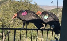 Endangered ice age vultures invade home to take back what's theirs