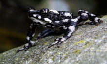 This 'starry night' toad was lost to scientists for decades