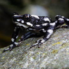 This 'starry night' toad was lost to scientists for decades