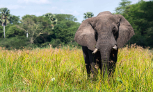 Countries call for end to domestic ivory trade as elephants disappear