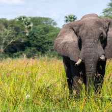 Countries call for end to domestic ivory trade as elephants disappear