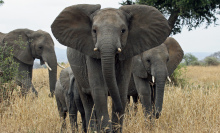 Unprecedented census confirms staggering decline in African elephant populations