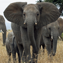 Unprecedented census confirms staggering decline in African elephant populations