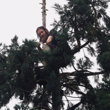 Seattle's 'Man in tree' siege ends after more than 24 hours