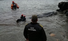 This whale was killed by 64 pounds of trash