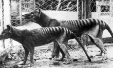 The sad story of the last Tasmanian tigers