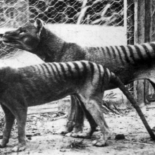 The sad story of the last Tasmanian tigers