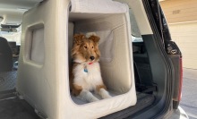 A rough collie puppy sitting in a gray inflatable crate in a black car