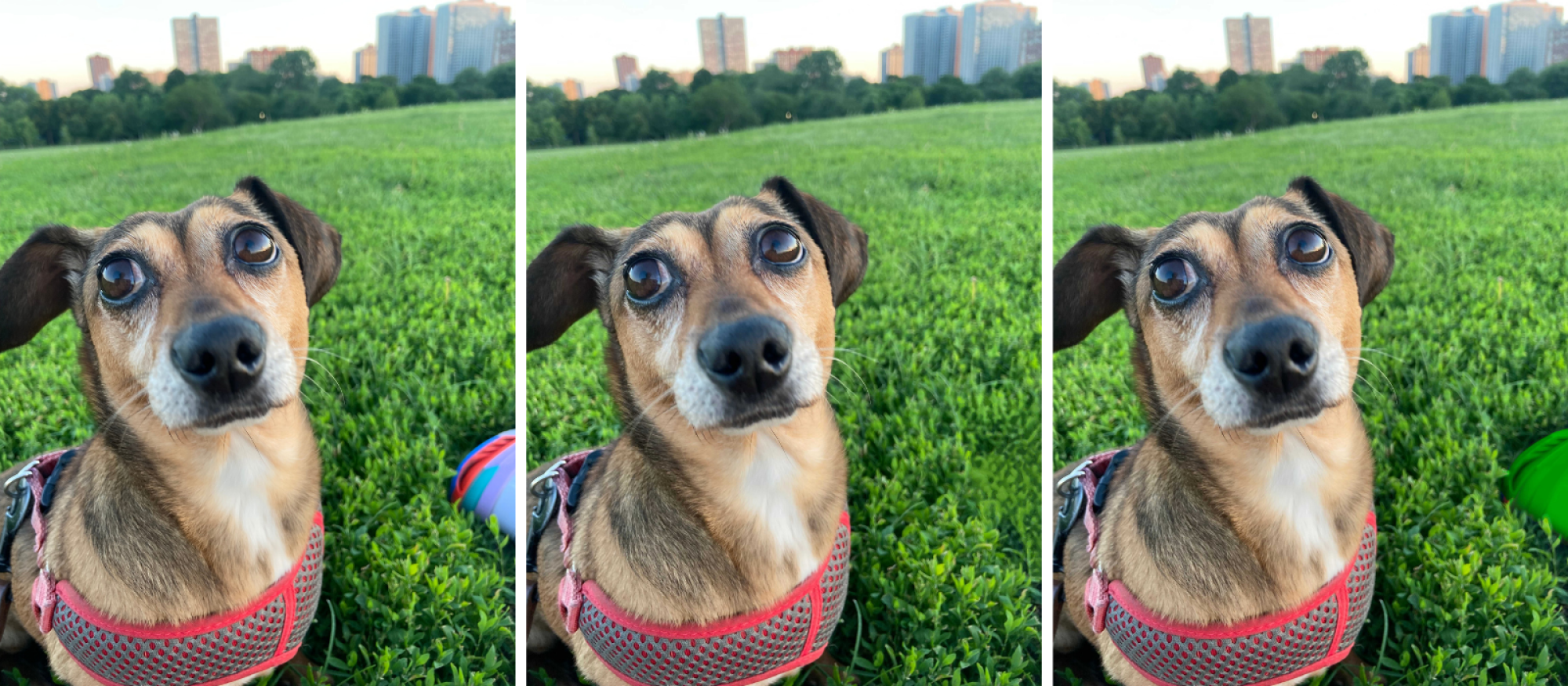 side by side images of a dog that have been edited using google photos magic eraser