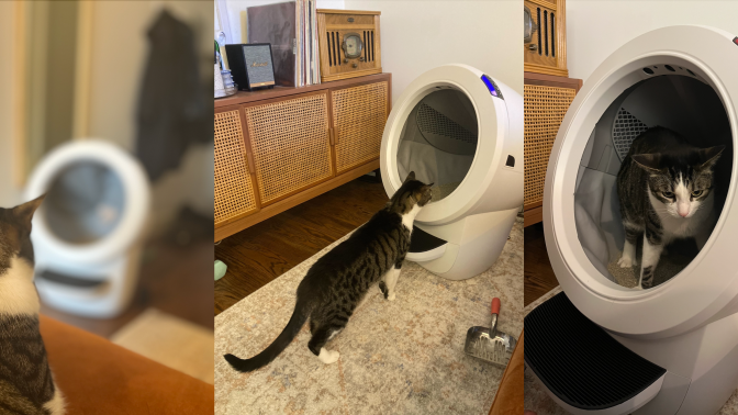 A cat looking at, stepping into, and then peeing in the Litter-Robot 4