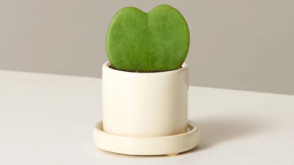 heart plant in white vase