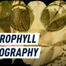 Using only sunlight, this photographer imprints historic photographs onto leaves