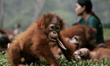 Forest school rescues orangutan orphans, teaches them to survive in the wild