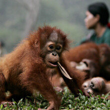 Forest school rescues orangutan orphans, teaches them to survive in the wild