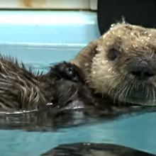 Abandoned baby sea otter finds a new home