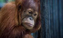 Indonesia's orangutans are watching their rainforest habitat get destroyed