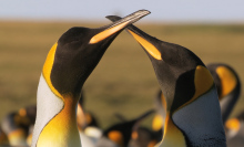 We could see a decline in King Penguins thanks to — you guessed it — climate change