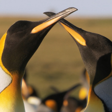 We could see a decline in King Penguins thanks to — you guessed it — climate change