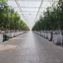 This desert farm is harvesting food using nothing but sunlight and seawater