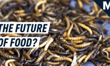 This company wants to make edible insects the future of food — Future Blink