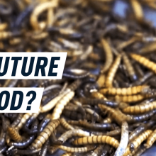 This company wants to make edible insects the future of food — Future Blink