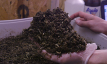 This London farm is growing millions of soldier fly larvae for a very good reason