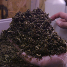 This London farm is growing millions of soldier fly larvae for a very good reason