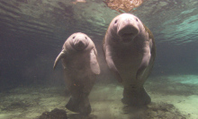 Baby manatees take to the sky for rehabilitation