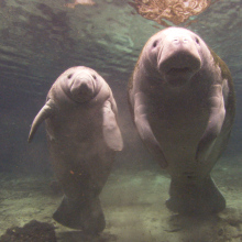 Baby manatees take to the sky for rehabilitation