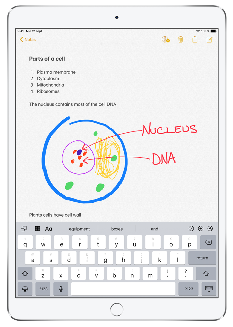 Una nota abierta en la app Notas. El título “Partes de una célula” está escrito en la parte superior de la nota. Debajo del título hay una lista numerada de partes de una célula, como “membrana plasmática”, “citoplasma”, “mitocondria” y “ribosomas”. Debajo de esta lista hay un dibujo de una célula vegetal, seguido de una serie de notas. En la parte inferior de la pantalla, se muestra el teclado.