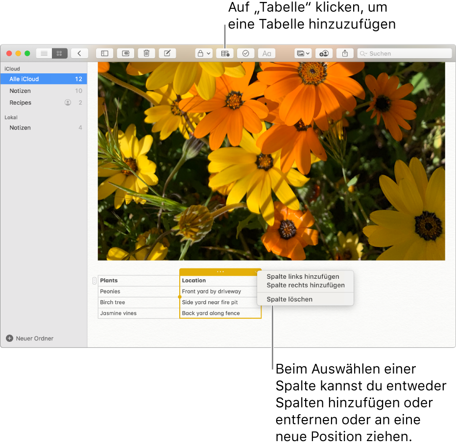 Das Fenster der App „Notizen“ mit der Taste „Tabelle“. Klicke auf diese Taste, um eine Tabelle hinzuzufügen. Im Inhalt der Notiz wird eine Tabellenspalte ausgewählt, sodass du weitere Spalten hinzufügen, vorhandene Spalten entfernen oder vorhandene Spalten an andere Positionen bewegen kannst.