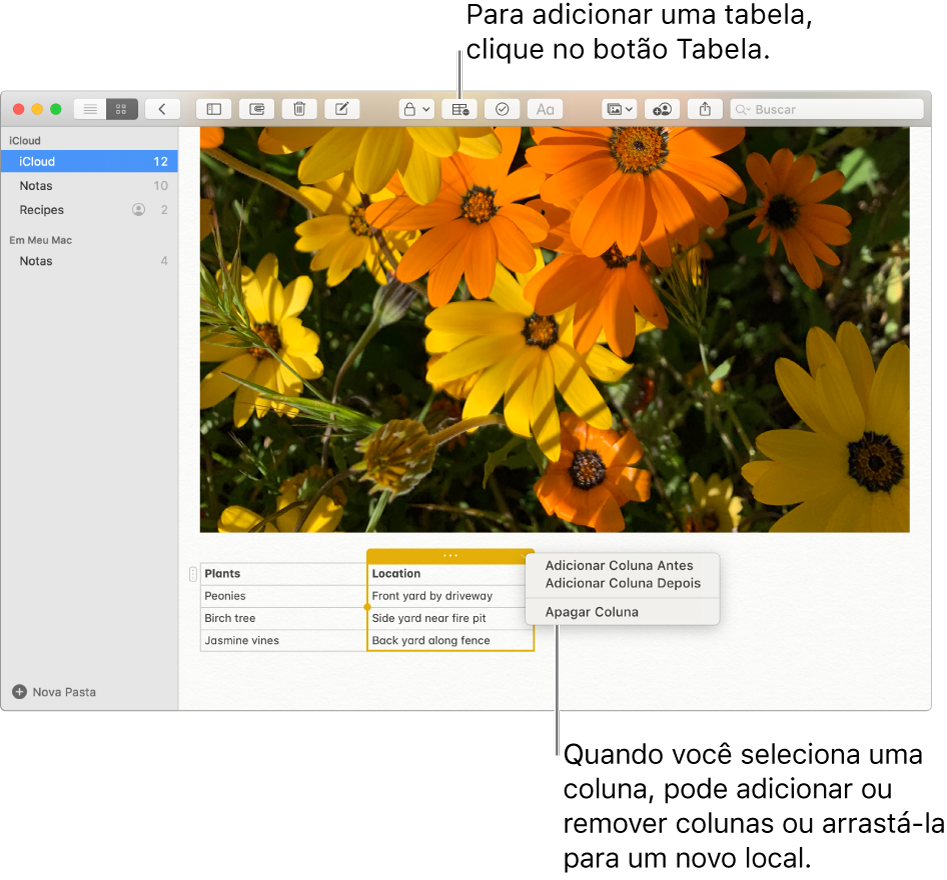 Janela do Notas mostrando o botão Tabela. Clique no botão para adicionar uma tabela. Dentro do conteúdo de uma nota, uma coluna de tabela é selecionada, sendo possível tanto adicionar como remover colunas ou arrastá-las para um novo local.