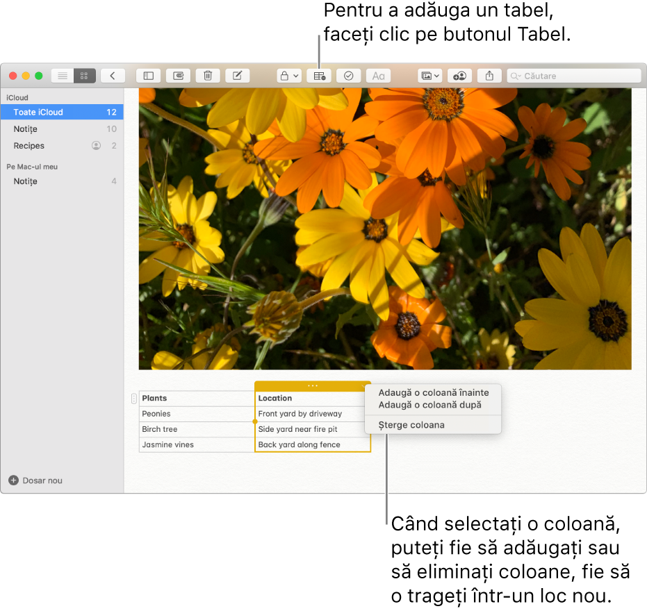 Fereastra Notițe afișând butonul Tabel – faceți clic pe acesta pentru a adăuga un tabel. În conținutul notiței, o coloană de tabel este selectată pentru a putea să adăugați sau să eliminați coloane sau să o trageți într-un alt loc.