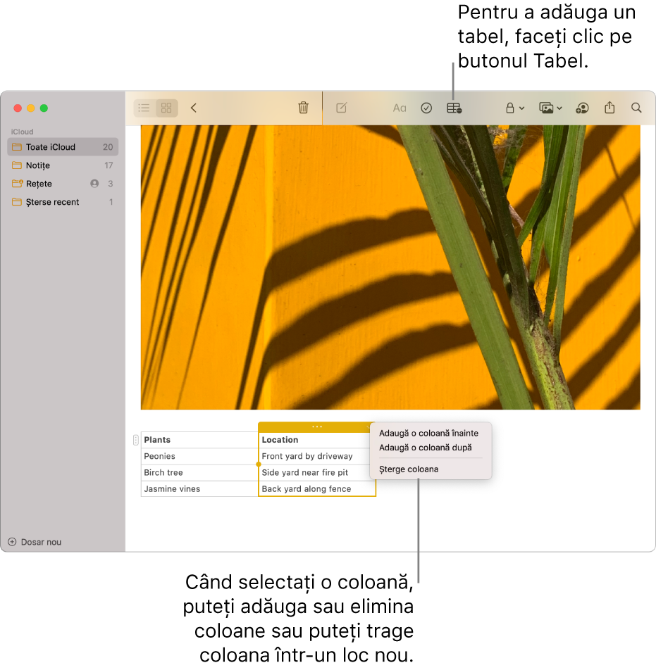 Fereastra Notițe afișând butonul Tabel – faceți clic pe acesta pentru a adăuga un tabel. În conținutul notiței, o coloană de tabel este selectată pentru a putea să adăugați sau să eliminați coloane sau să o trageți într-un alt loc.