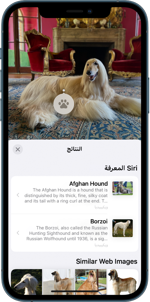 صورة مفتوحة في أعلى الشاشة. في الصورة يوجد كلب وعلى الكلب توجد أيقونة بحث عام مرئي. يُظهر النصف السفلي من الشاشة معرفة Siri حول سلالة الكلب وصور الويب المماثلة.