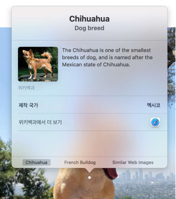 바위에 앉아 있는 치와와 사진에 치와와 품종에 대한 정보가 표시된 시각 검색 윈도우가 있음.