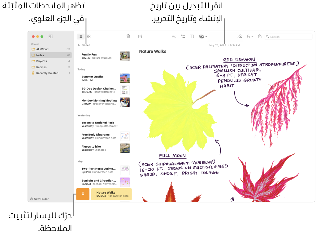 نافذة الملاحظات التي بها قائمة الملاحظات في اليمين والملاحظات المثبتة في أعلى قائمة الملاحظات والزر تثبيت على ملاحظة واحدة. يظهر محتوى تلك الملاحظة على اليمين مع وجود التاريخ في الأعلى؛ انقر على التاريخ للتبديل بين تاريخ الإنشاء وتاريخ التعديل.