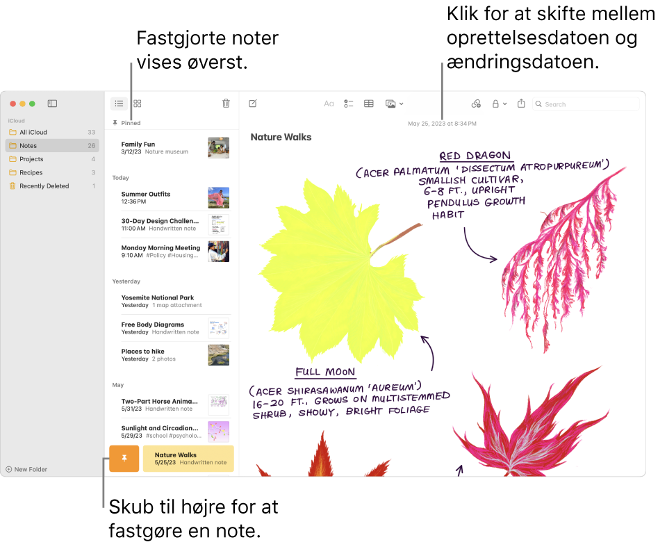 Vinduet Noter med notelisten til venstre, fastgjorte noter øverst på notelisten og knappen Fastgør på en note. Indholdet af noten vises til højre med datoen øverst. Klik på datoen for at skifte mellem oprettelses- og redigeringsdatoen.