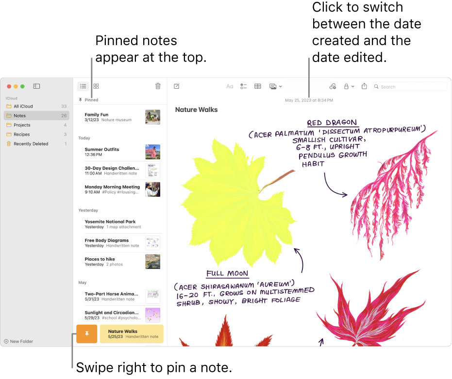 The Notes window with the list of notes at the left, pinned notes at the top of the notes list and the Pin button on one note. The content of that note appears on the right with the date at the top; click the date to switch between the date created and the date edited.