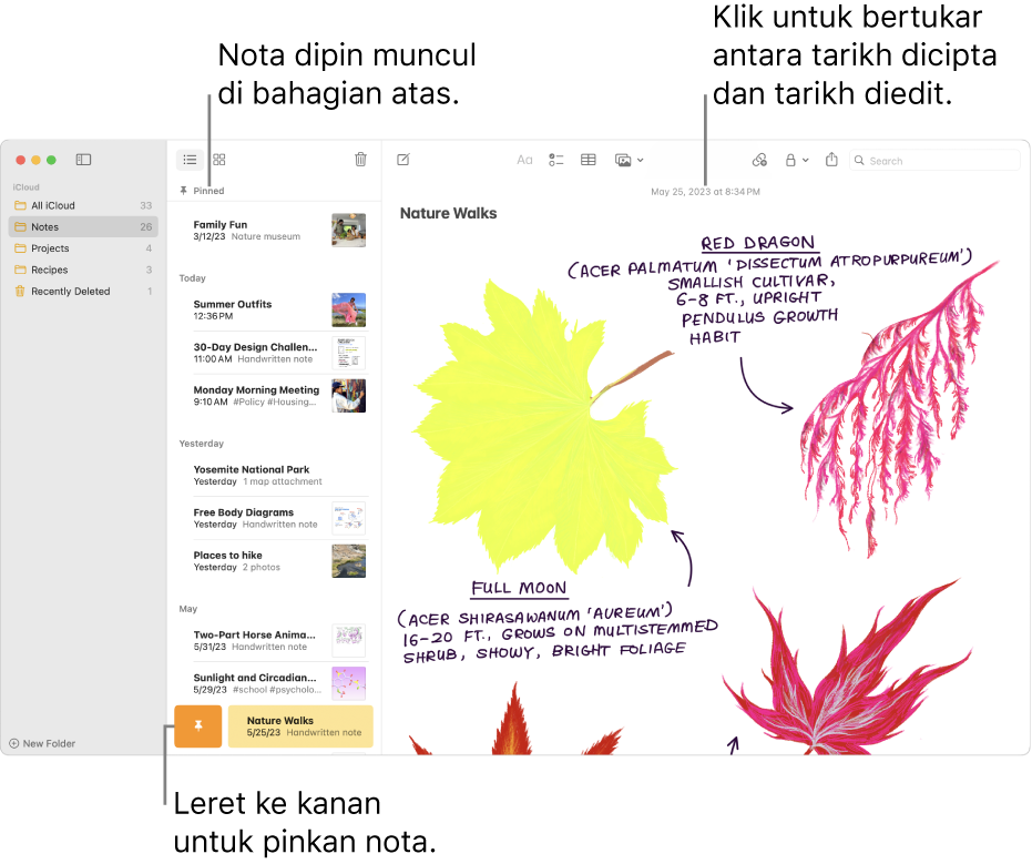 Tetingkap nota dengan senarai nota di sebelah kiri, nota dipinkan di bahagian atas senarai nota dan butang Pin pada satu nota. Kandungan nota muncul di sebelah kanan dengan tarikh di bahagian atas; klik tarikh untuk bertukar antara tarikh dicipta dan tarikh diedit.