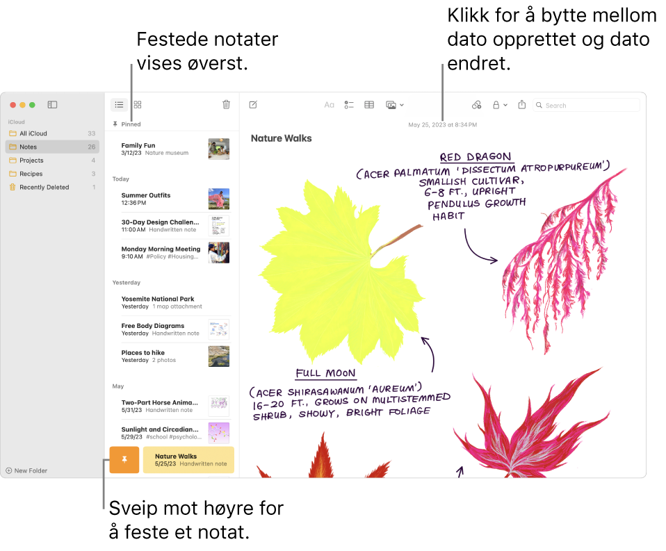 Notater-vinduet med notatlisten til venstre, festede notater øverst i notatlisten, og Nål-knappen på ett notat. Innholdet til det notatet vises til høyre med datoen øverst. Klikk på datoen for å bytte mellom dato opprettet og dato redigert.