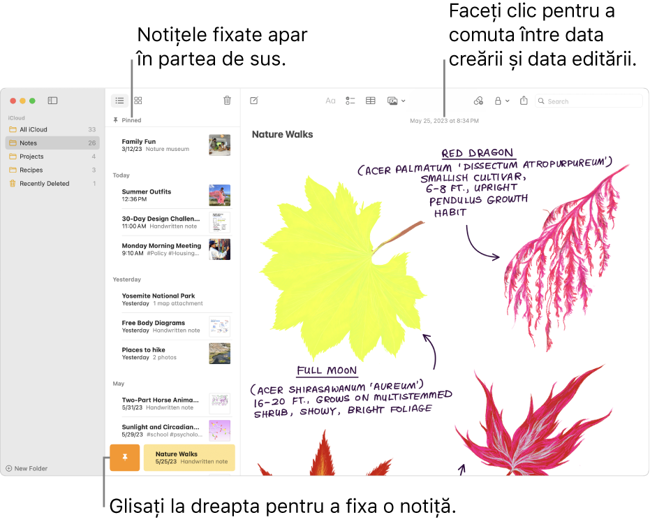 Fereastra aplicației Notițe cu lista de notițe în stânga, notițele fixate în partea de sus a listei de notițe și butonul Reper pe una dintre notițe. Conținutul notiței respective apare în partea dreaptă, cu data în partea de sus; faceți clic pe dată pentru a comuta între data creării și data editării.