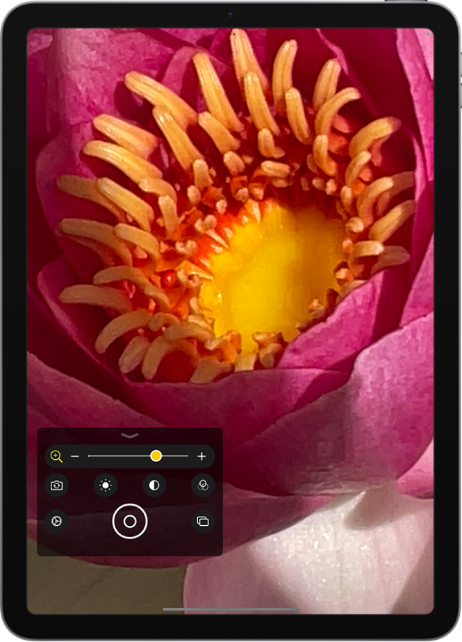 Pantalla de la lupa que mostra un primer pla d’una flor.