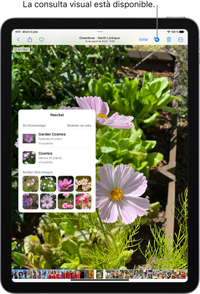 A la fototeca de l’app Fotos hi ha una foto oberta. A la part superior de la pantalla, el botó d’informació mostra una icona que indica que hi ha disponible informació de la consulta visual. Se selecciona el botó i apareixen els resultats de la consulta visual a la pantalla.